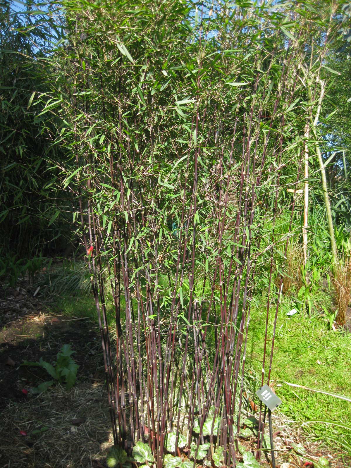 Bambus-fargesie-nitida-jiuzhaigou-deep-purple-struik-5 Fargesia jiuzhaigou Deep Purple