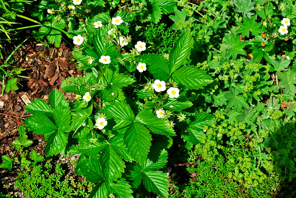 fragaria-vesca Walderdbeere, Erdbeere, Fragaria vesca