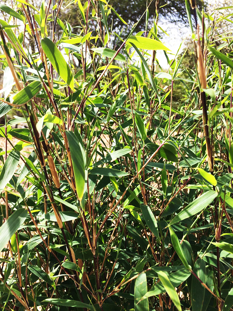 PHOTO-2021-04-26-11-40-17 Fargesia Malachite Monkey