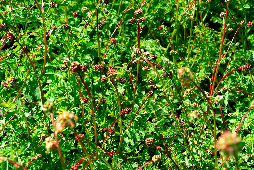 pimpinelle-2 Pimpinelle, Sanguisorba minor