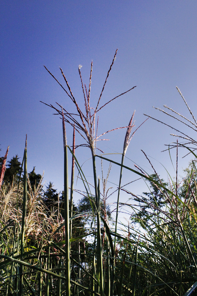 Chinaschilf Ferner Osten, Miscanthus sinensis Ferner Osten