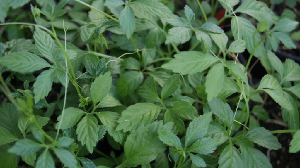 jiaogulan-kraut-der-unsterblichen2 Jiaogulan - Kraut der Unsterblichkeit