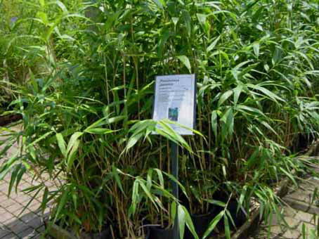 pseudosasa-japonica-bambuswald-7 Pfeil Bambus, Pseudosasa japonica