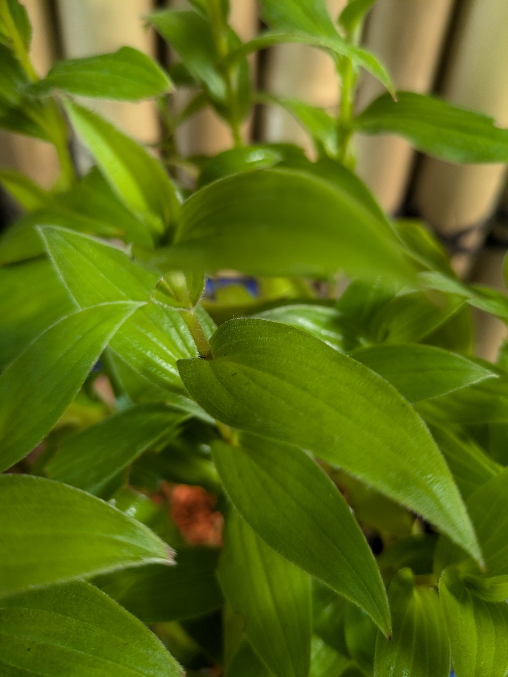 Krötenlilie, Tricyrtis formosana -Pink Freckles-
