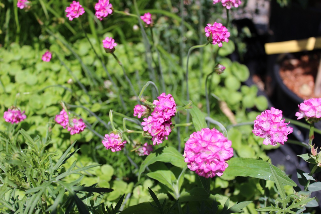 Armeria-maritima Grasnelke, Armeria maritima