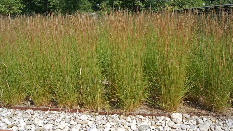 achnatherum-calamagrostis-reitgras-karl-foerster-bambuswald Reitgras, Calamagrostis x acutiflora Karl Förster