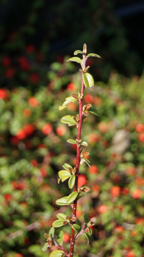 cotoneaster-2 Teppichmispel, Cotoneaster dammeri radicans