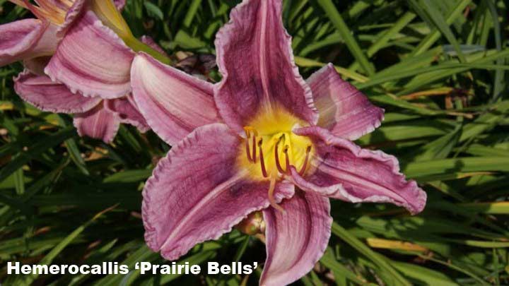 hemerocallis-taglilien-prairie-bells-bambuswald2_720x600 Taglilie, Hemerocallis in Sorten