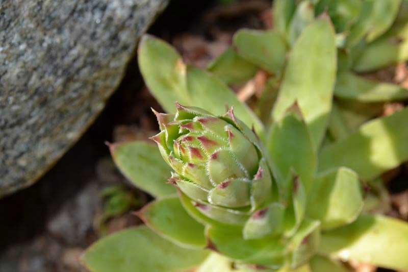 sempervivum-bluete_bambuswald Dachwurz, Sempervivum in Sorten