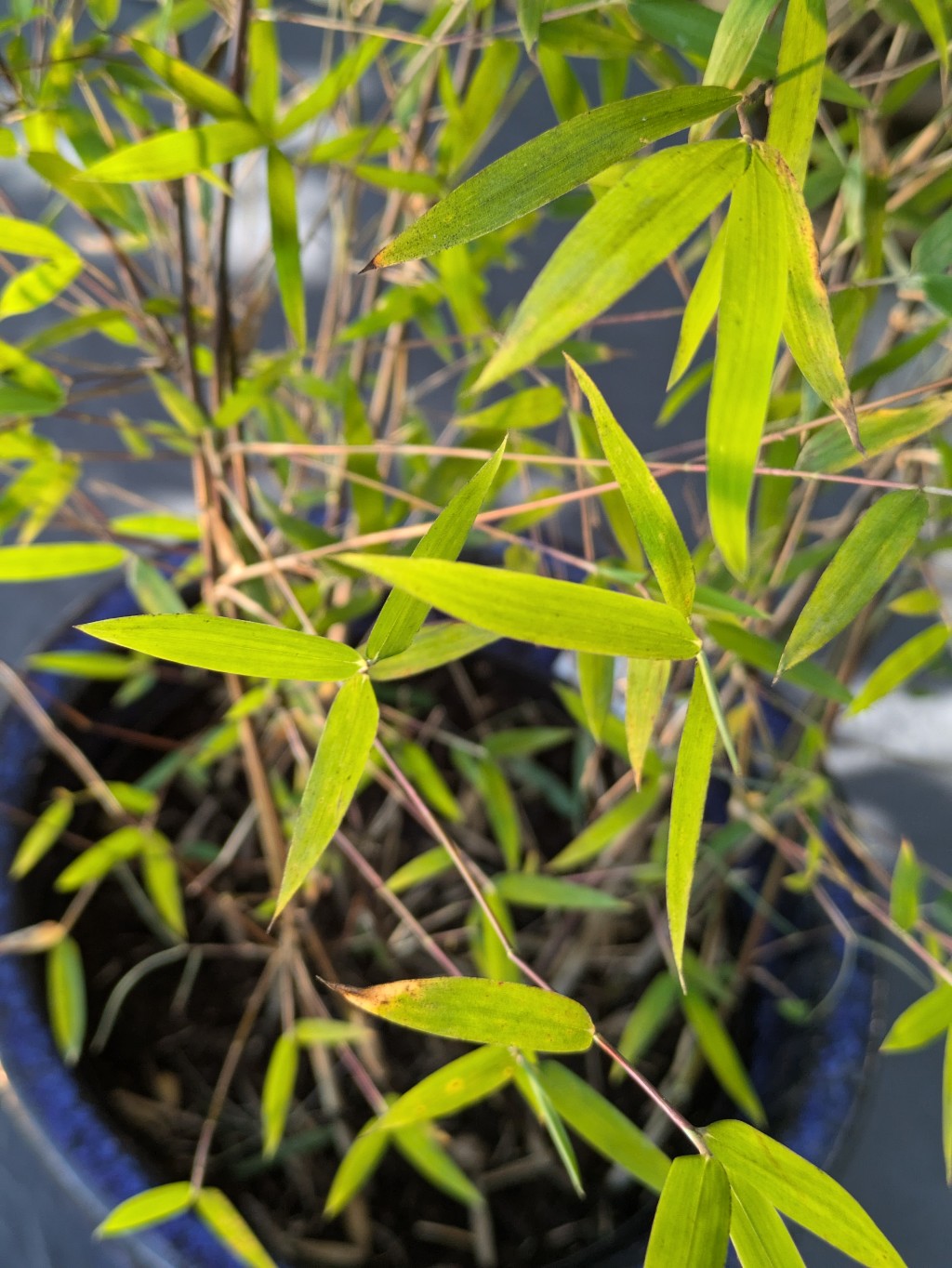 Gartenbambus, Fargesia Nitida Fopey