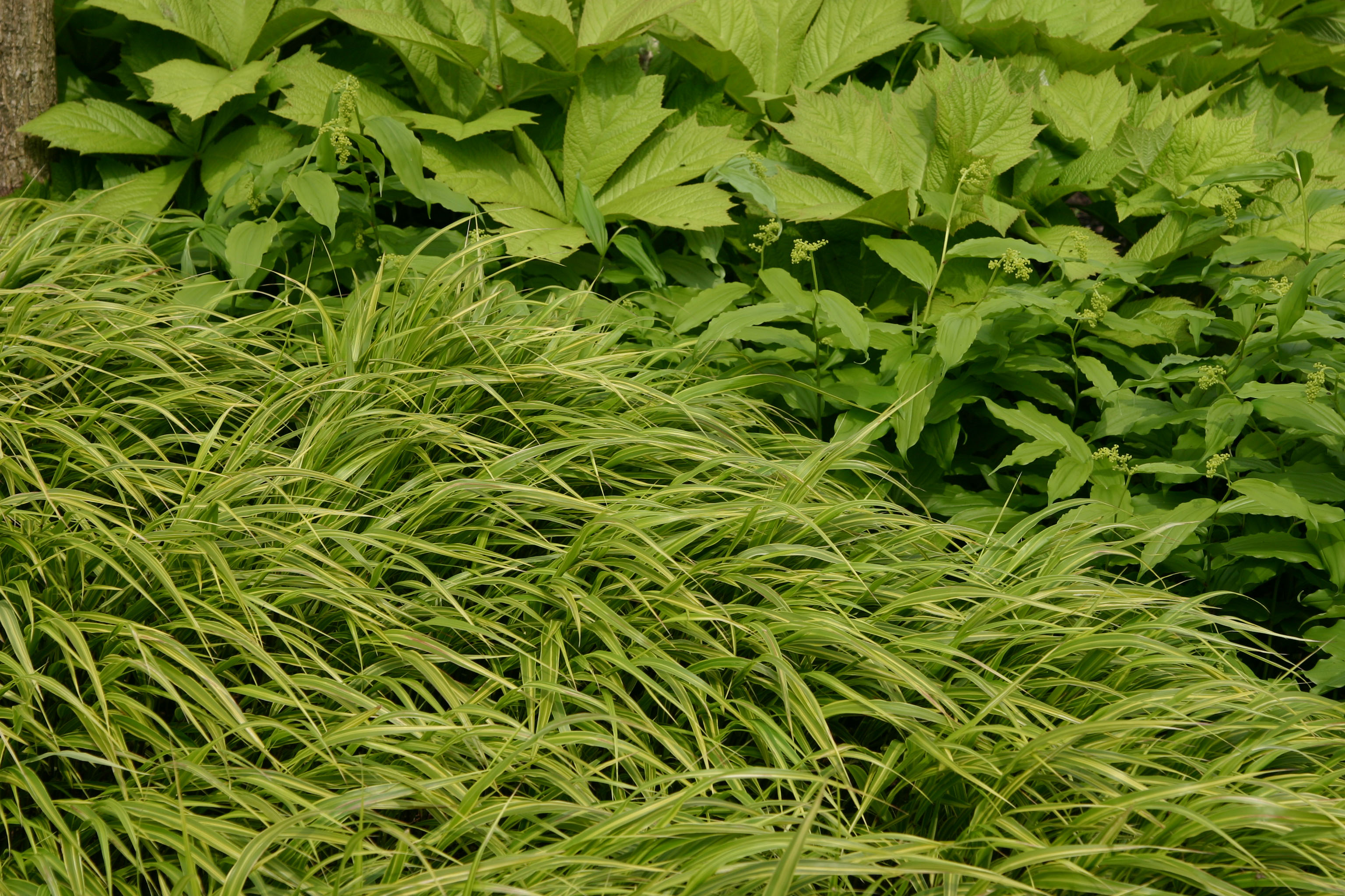 hmmalbostriata3 Japangras, Hakonechloa macra in Sorten