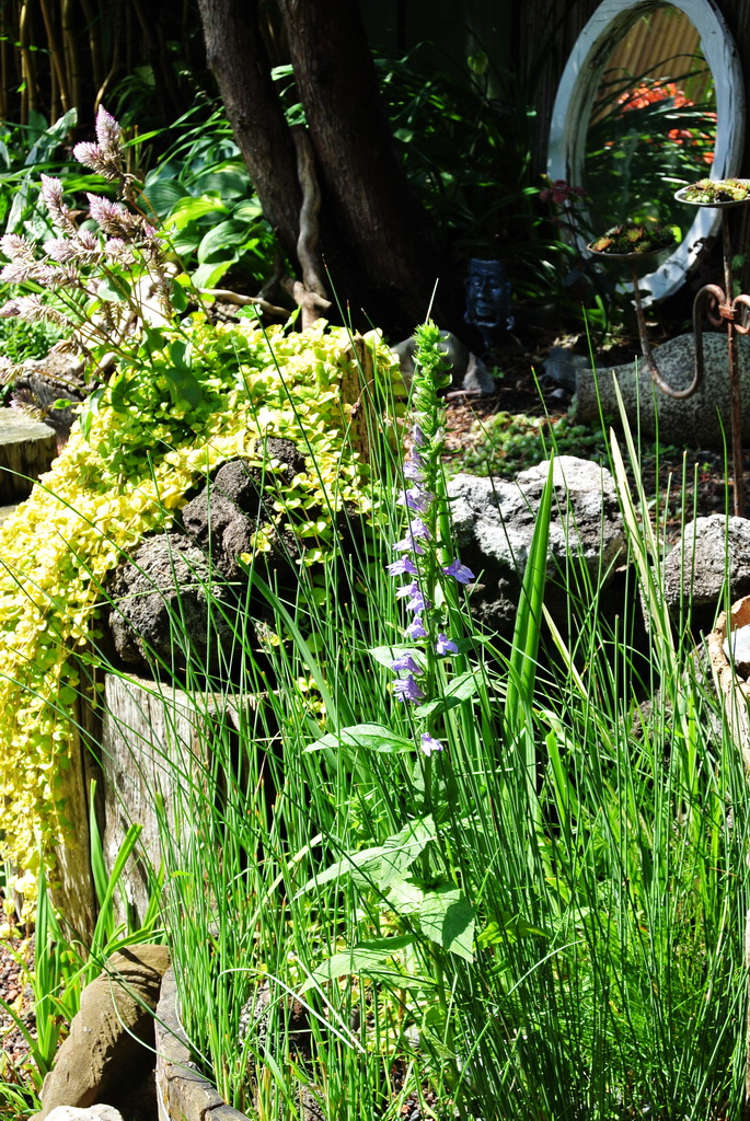 Lobelia siphilitica, Sumpflobelie