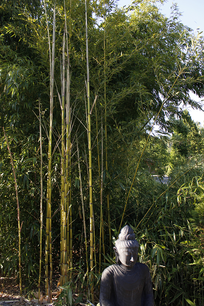 _MG_0027-aureocaulis Zauber Bambus, Phyllostachys vivax Aureocaulis
