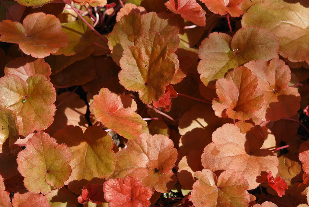 Heuchera-Timeless-orange-2 Purpurglöckchen, Heuchera Timeless Orange
