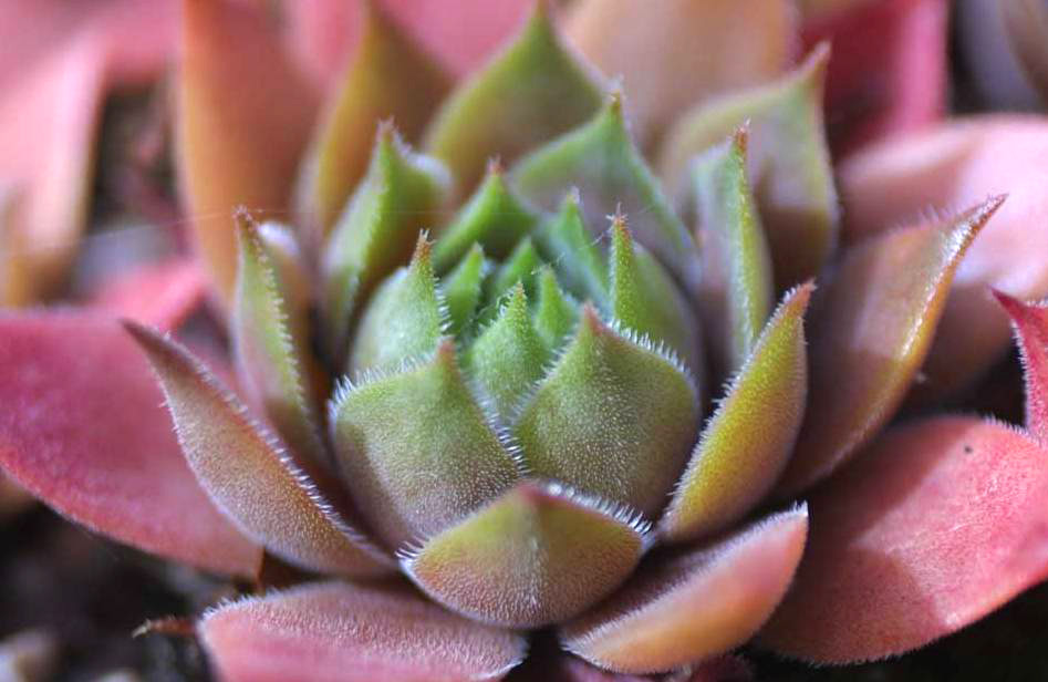sempervivum-dachwurz-4 Dachwurz, Sempervivum in Sorten