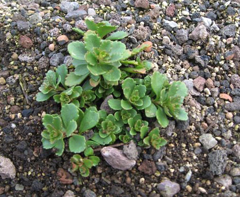 dachbegruenung-sedum-spurium-dachgarten24 Teppichsedum, Sedum spurium rosa