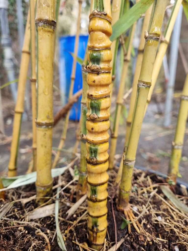 Aurea-Koi Koi Goldrohr Bambus , Phyllostachys aurea Koi