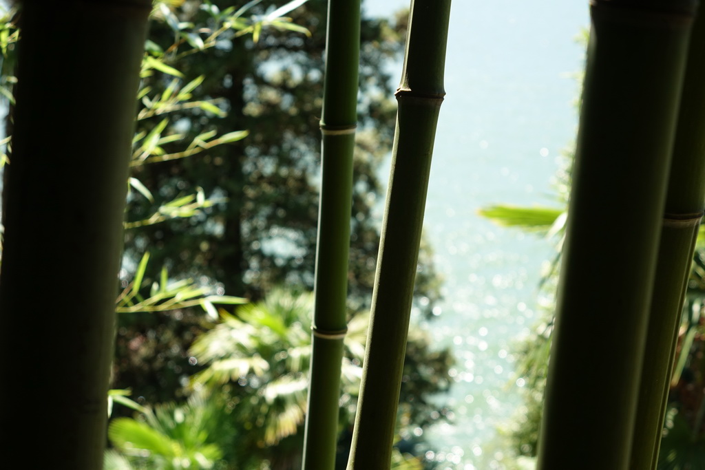 Phyllostachys-nuda Steinbambus, Phyllostachys nuda
