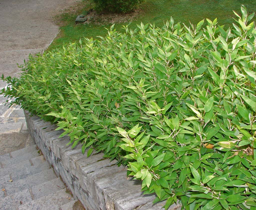 shibatea-kumasaca50e6ac5dc510b Kleiner Bambus Shibataea kumasaca, Mäusedorn Bambus