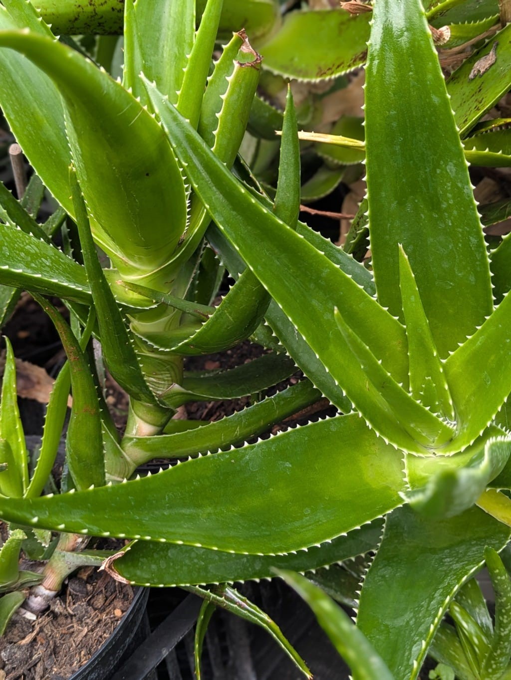 Aloe, Aloe Arborescens