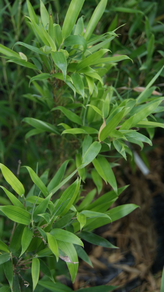 bm10018 Wasserbambus, Phyllostachys heteroclada ´Solidstem´