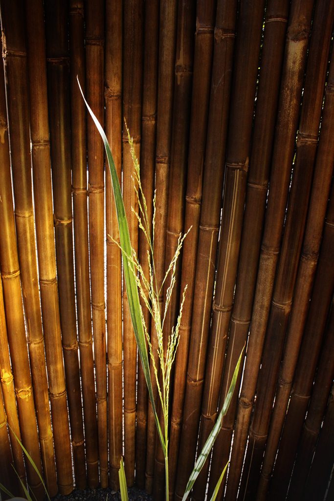 panicum-nordwind1LaiSedYzSEPHz Riesen Rutenhirse, Panicum virgatum Nordwind