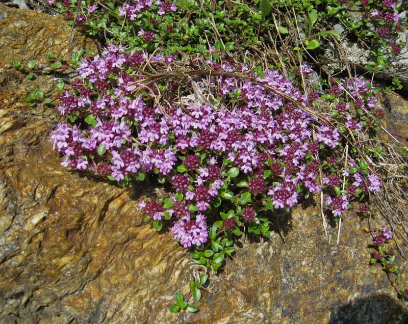 thymus-serpyhllum-bambuswald3 Thymus serpyllum - Bodendecker Thymian