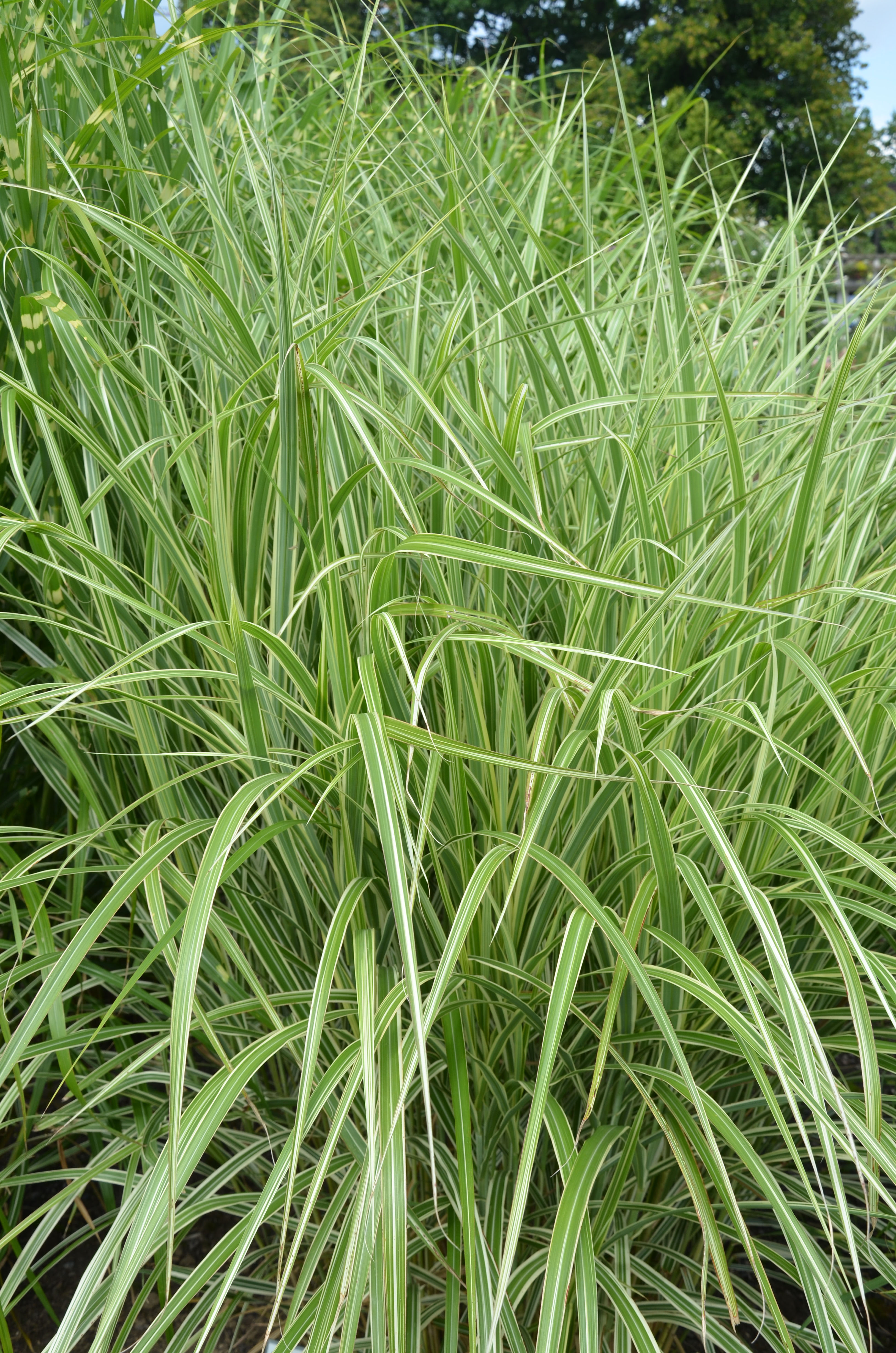 missvariegatus1 Weißbuntes Chinaschilf, Miscanthus sinensis Variegatus