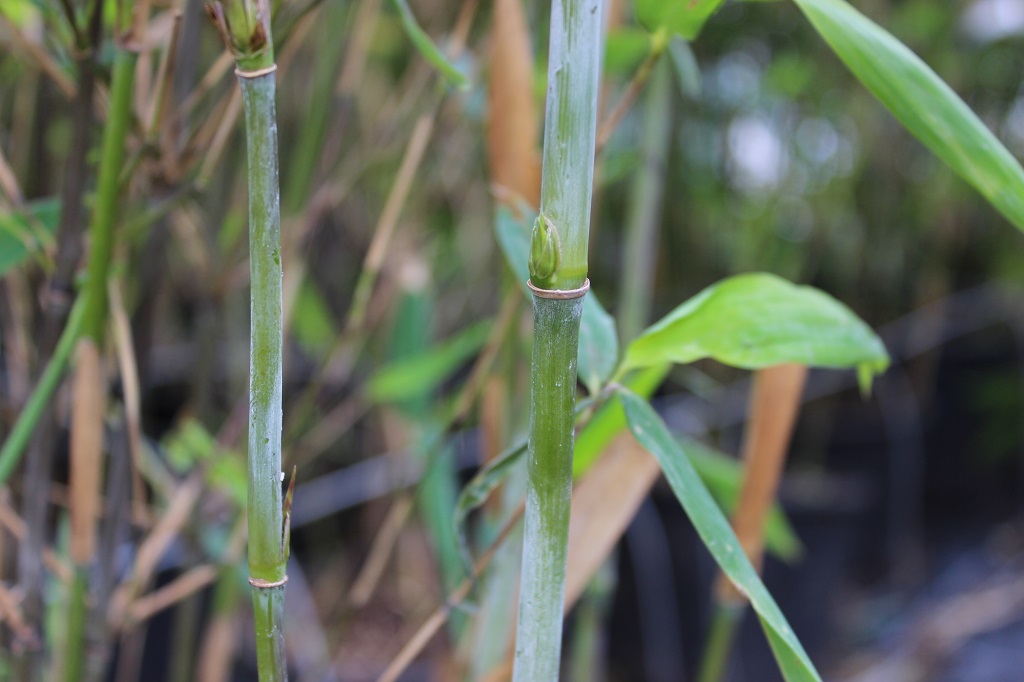 Fargesia-Nitida-Aurora2 Aufrechter Gartenbambus, Fargesia nitida Aurora