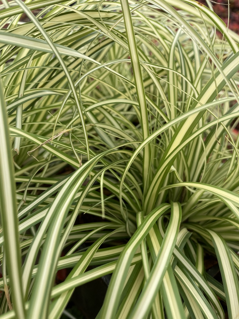 Gelbgrüne Garten-Segge, Carex oshimensis Evergold