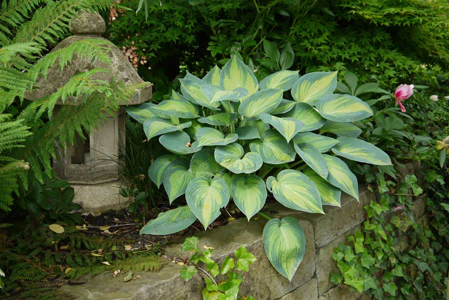 banner-schattenpflanzen-hosta-sieboldiana-frances-williams