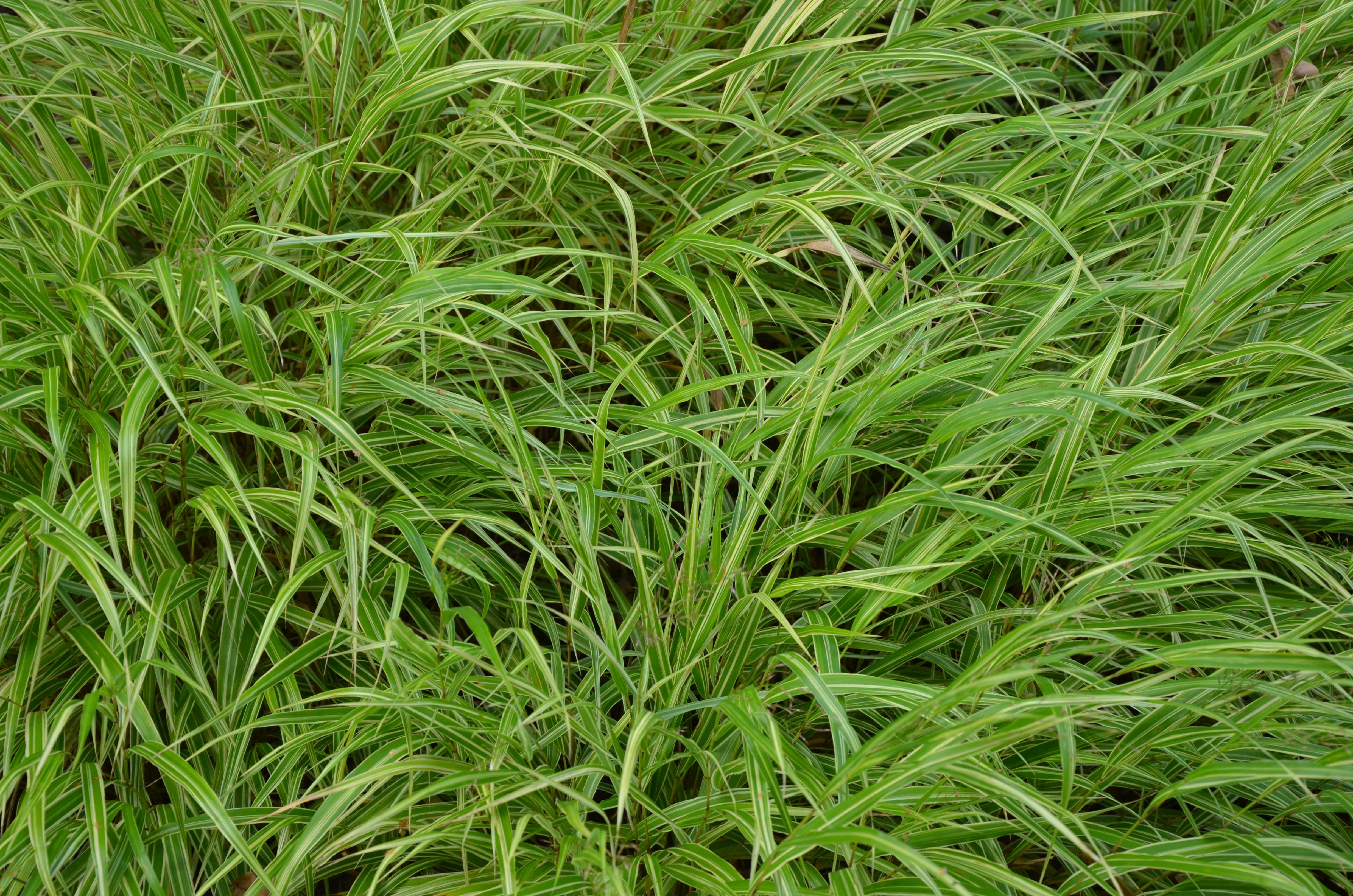 hmmalbostriata2 Japangras, Hakonechloa macra in Sorten