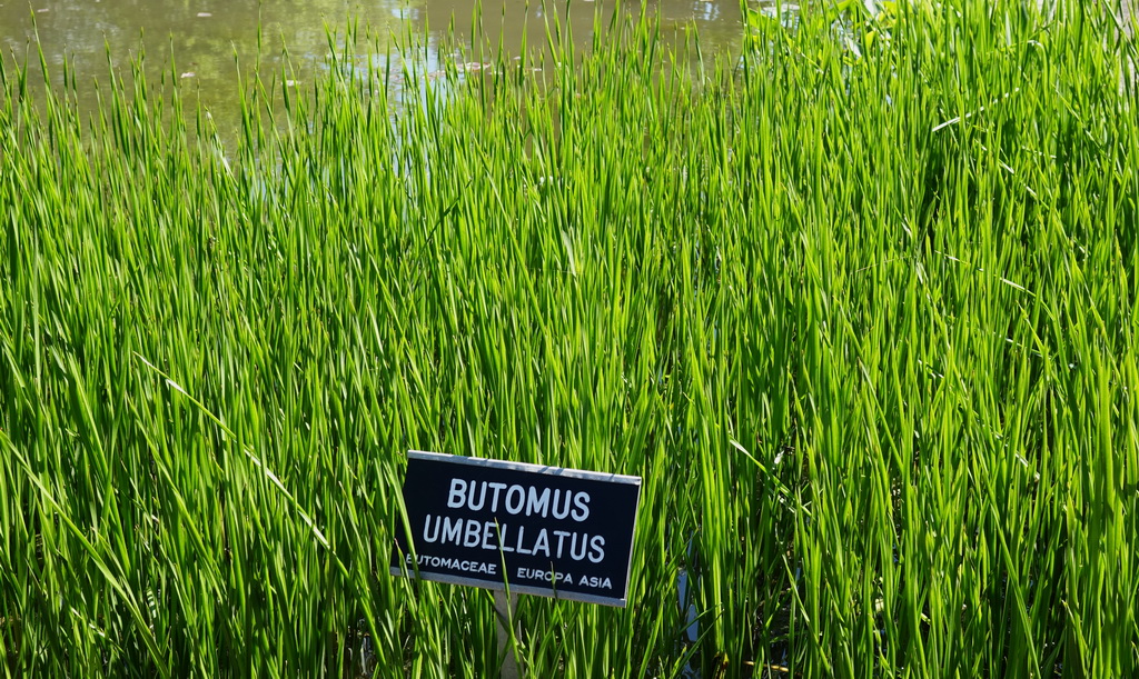 Butomus-Wasserpflanze-1-Liter Butomus umbellatus, Blumenbinse