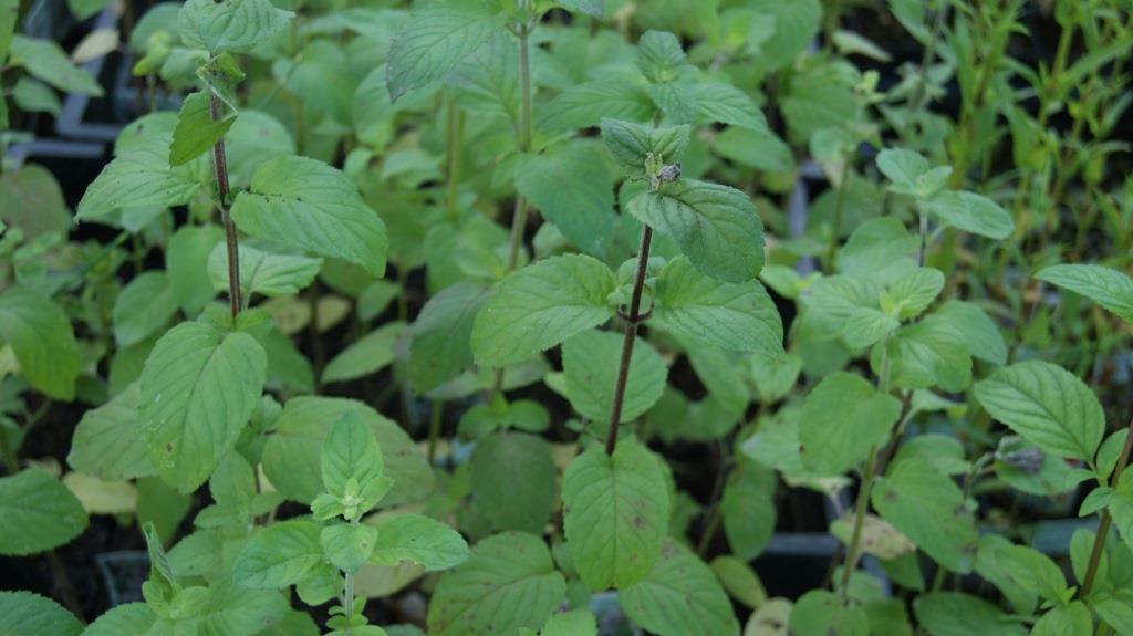 mentha-wasserminze Mentha aquatica, Wasserminze