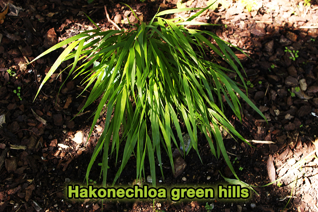 hakonechloa-green-hills1 Japangras, Hakonechloa macra in Sorten