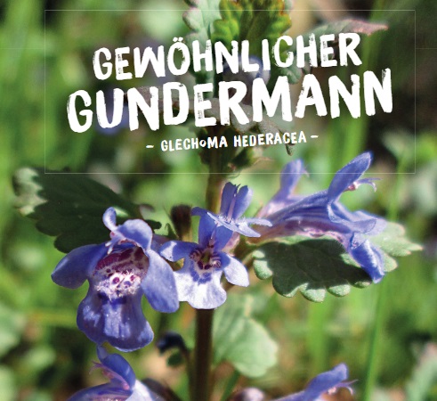 Glechoma Wildpflanzen Paket Balkonkasten