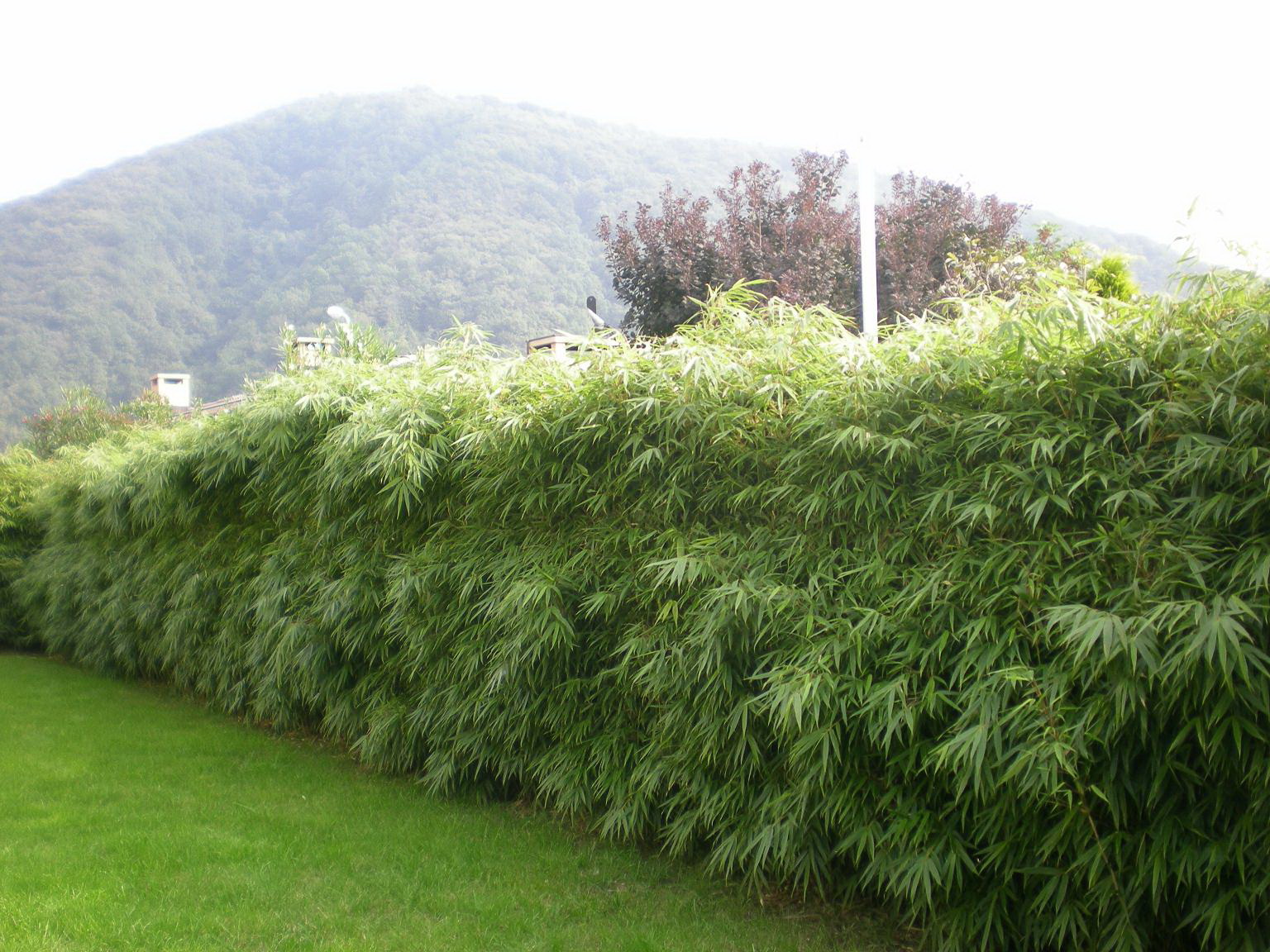 fargesia_rufa_hecke_3_tessin_2008 Universaler Gartenbambus Fargesia rufa