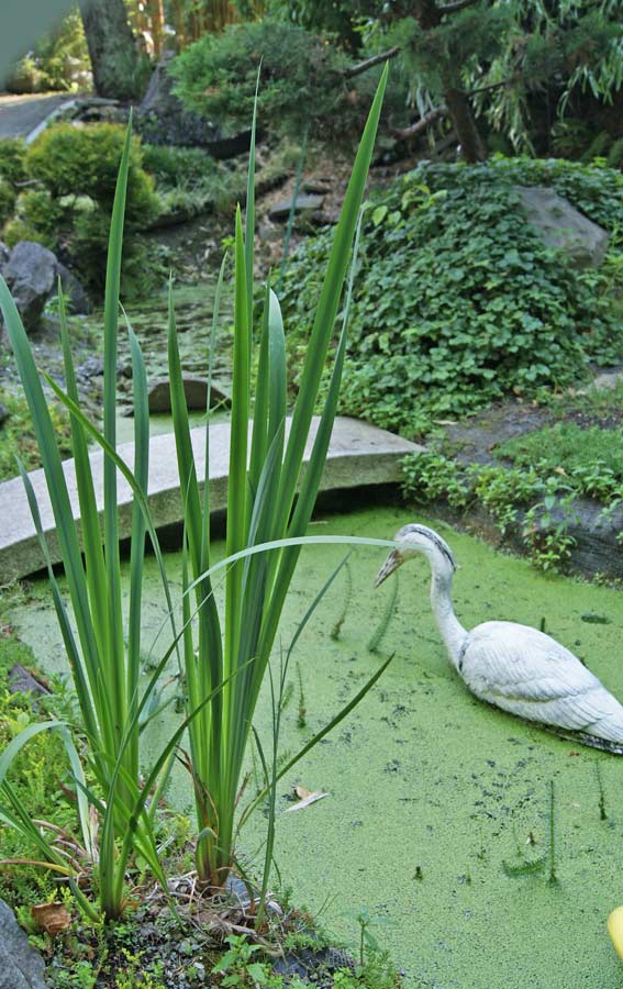 acorus-calamus-kalmus-bambuswald3 Wasserpflanzensortiment mit Pflanzen aus heimischen Sorten