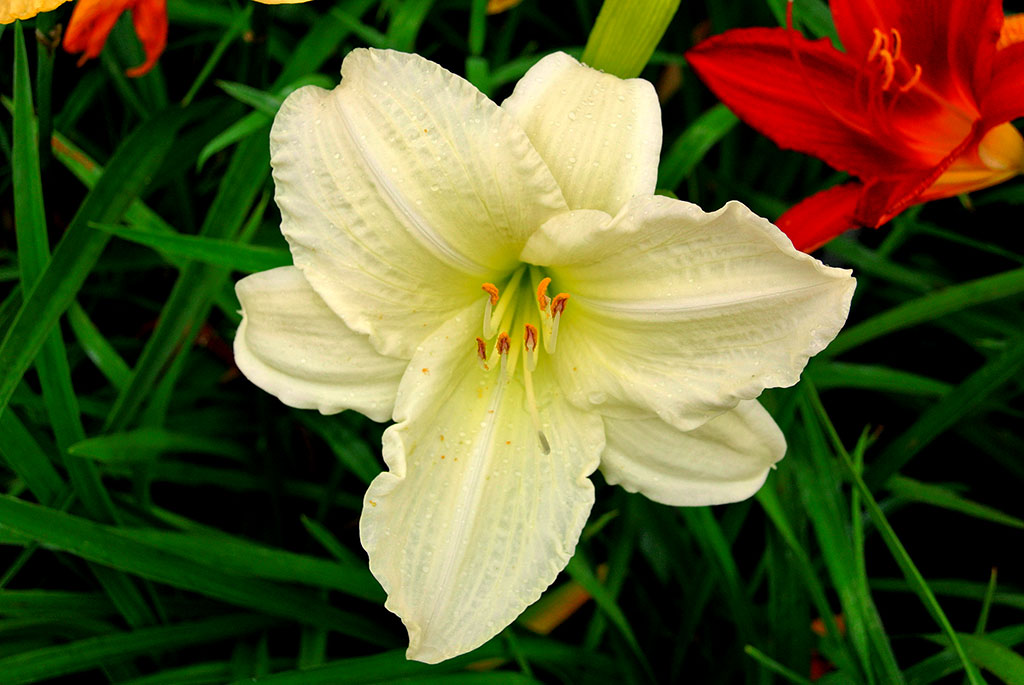 hemerocallis-3 Taglilie, Hemerocallis in Sorten