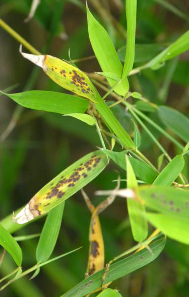 bambusblattkrank250fc0ab099b5c