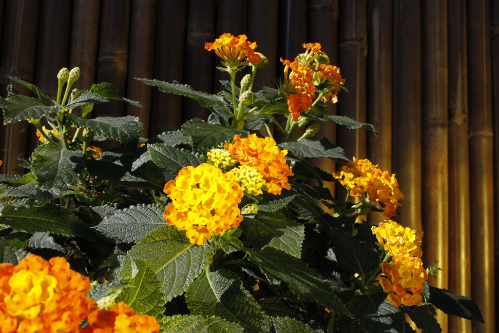 _MG_0057VF8UqYYhgaq4u Wandelröschen, Lantana camara