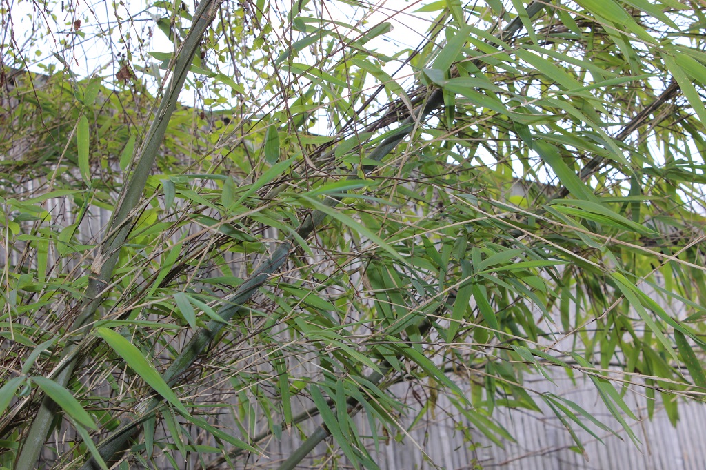 Fargesia macclurenana, Borinda macclureana KR6243