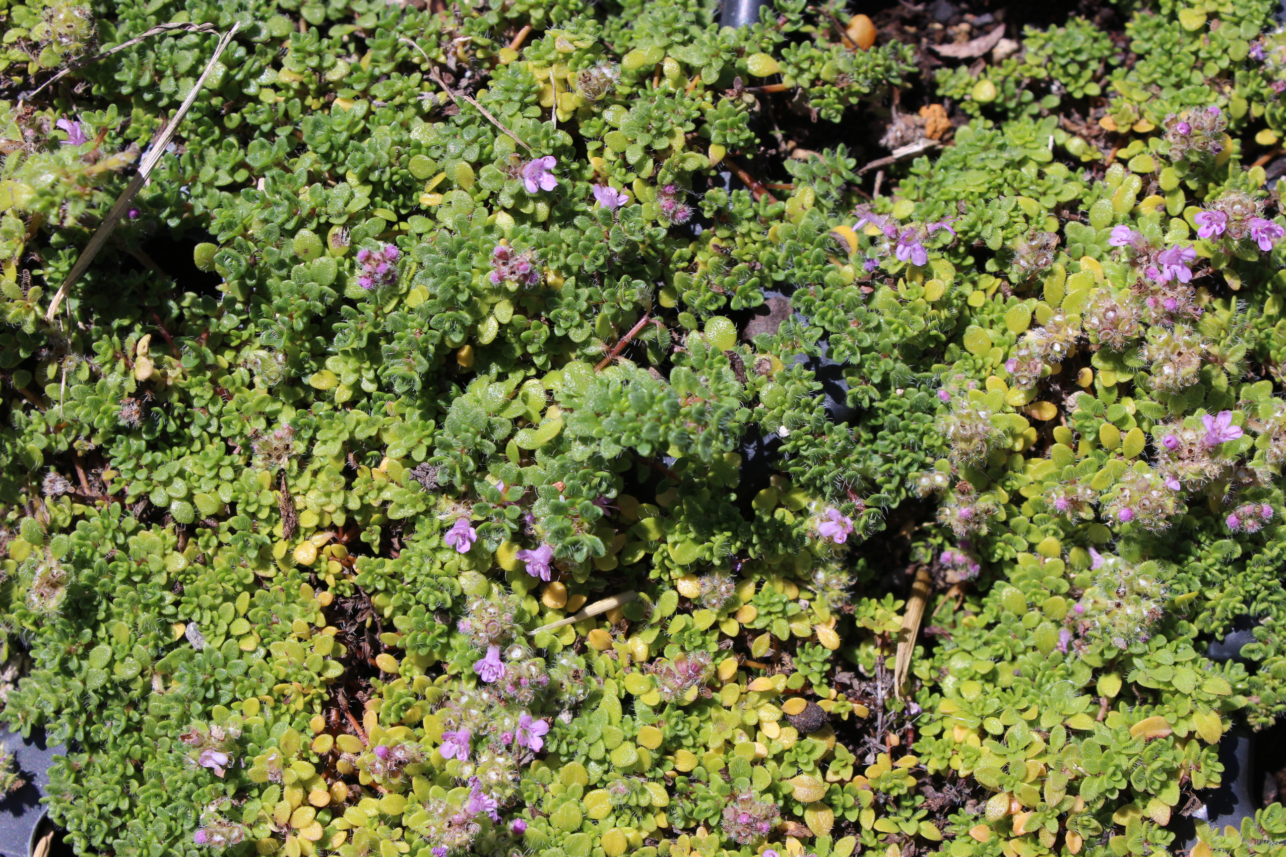 Thymus-Praecox-minor-neu Thymus praecox minor - Bodendecker Thymian