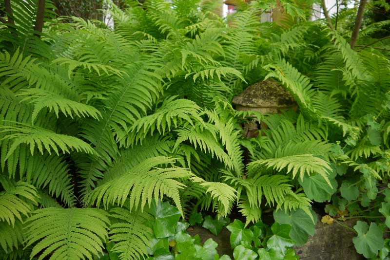 polystichum-setiferum-filigranfarn-bambuswald Filigranfarn, Polystichum setiferum Herrenhausen