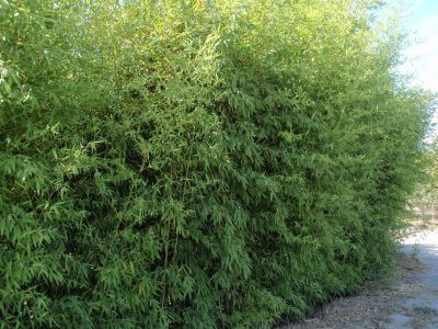 phyllostachys_aurea Goldrohr Bambus, Phyllostachys aurea