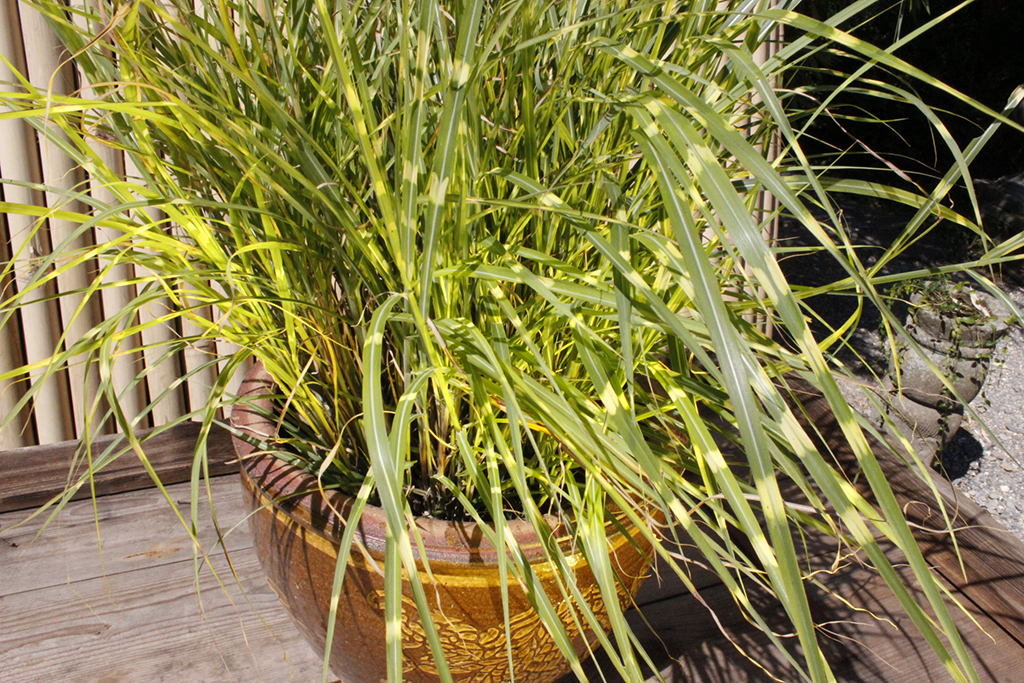 Zwerg - Zebragras, Miscanthus sinensis Little Zebra