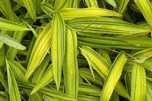 pleioblastus_viridistriatus Zwergbambus Pleioblastus viridistriatus auricoma