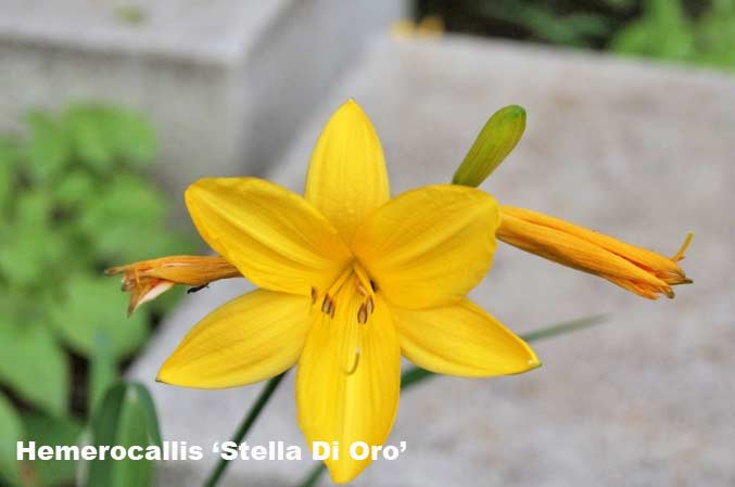hemerocallis-taglilien-stella-di-oro_bambuswald Taglilie, Hemerocallis in Sorten