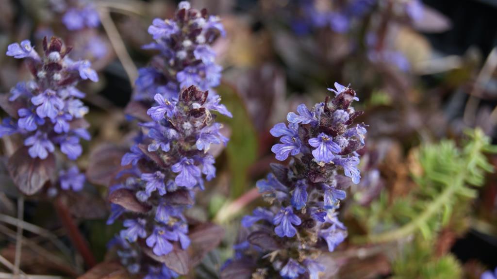 ajuga-schatten2 Kriechender Günsel, Ajuga reptans atropurpurea