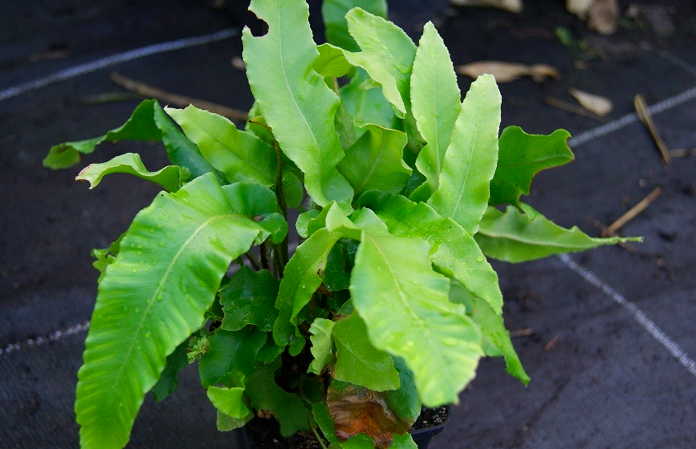 asplenium-scolop-angustatum_bambuswald Hirschzungenfarn, Asplenium scolopendrium